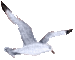 Seagull