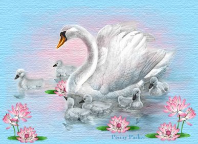 Swans