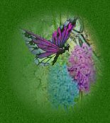 flowers & butterfly