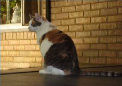 Calico