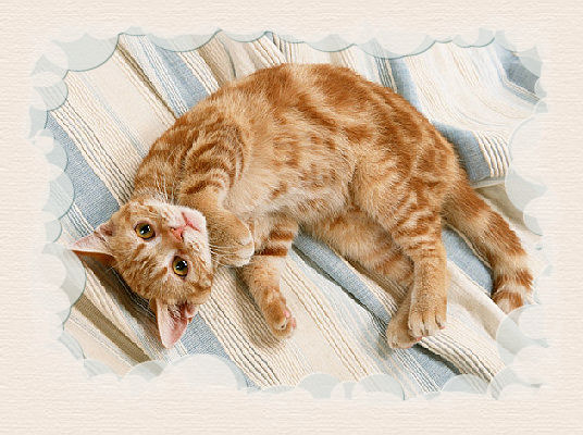cute kitten image